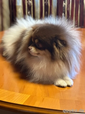 Deckrüde Pomeranian in choco tricolor zwergspitz