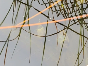 Joda Spitzschlammschnecke Wasserschnecke Teichschnecke Aquarium Teich