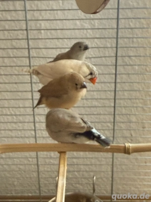 Zebrafinken Männchen + Weibchen 