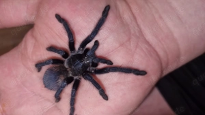 1.0  Lasiocyano (ex. Pterinopelma) sazimai adult - Vogelspinne