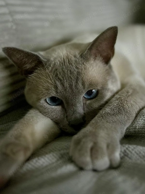 Siam Katze Deckkater 