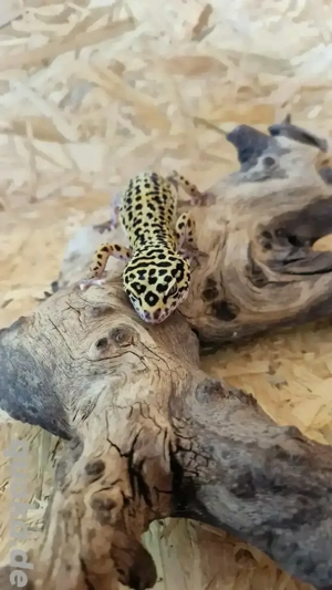 Leopardgecko weibchen (Pet only)