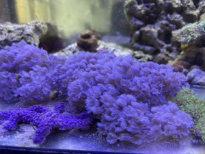 Xenien zu verschenken Meerwasser