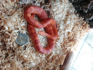 Korn Natter 2 Jahre alt, guter Frost Maus fressen eigene Zucht