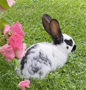 Kaninchen Deutsche Riesen 