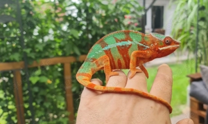 Furcifer Pardalis  Pantherchamäleon Männchen  Bild 3