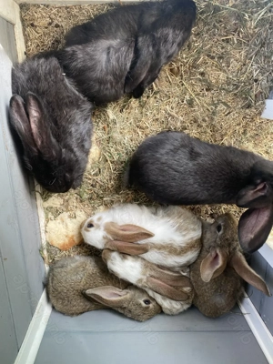 Deutsche Riesen KANINCHEN 