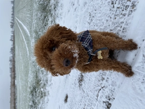 Erfahrener Deckrüde Zwergpudel red