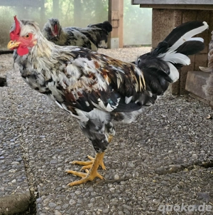 Schwedischer Blumenhahn reinrassig