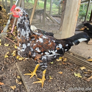 Schedischer Blumenhahn (reinrassig)