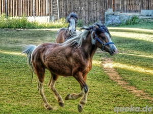 wunderschöner Welshmix Wallach zu verkaufen