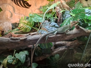 Kronenbasilisken (Laemanctus longipes)