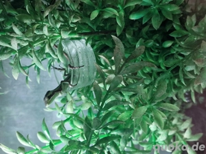 Kronenbasilisken (Laemanctus longipes) Bild 2