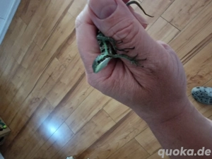 Kronenbasilisken (Laemanctus longipes) Bild 3