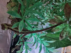 Kronenbasilisken (Laemanctus longipes) Bild 4