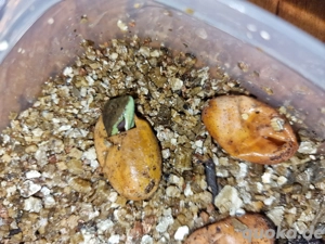 Kronenbasilisken (Laemanctus longipes) Bild 5