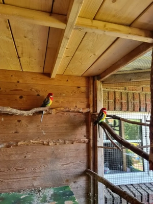 Rosellas  abzugebe  Bild 2