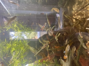 Guppys (Junge und Erwachsene) 