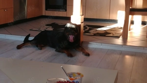 Rottweiler   Carne Corso