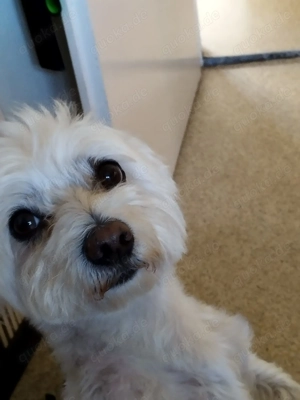 Fips sucht sein letztes Zuhause Bild 2