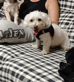 Fips sucht sein letztes Zuhause Bild 3