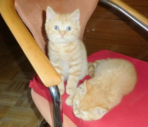 Britisch Kurzhaar Katerchen mit STB