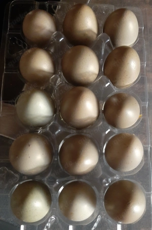 Frische Wachteleier aus artgerechter Haltung