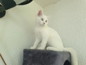 BKH katzen    Kater britische Kurzhaarkatzen mit blauen Augen 