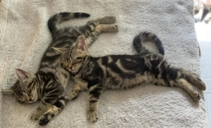 BKH Black Silber, Golden Tabby