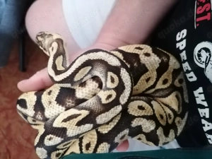 Königspython männlich mit Terrarium und Technik