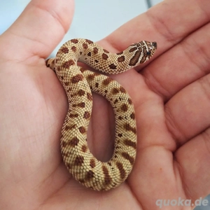 4.5. Hakennasennatter Conda pos het Albino; Toffee