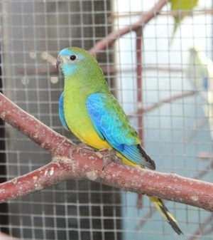 Verkaufe Schönsittiche