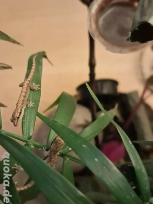 Gecko, Jungferngecko  Bild 4