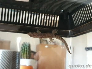 Gecko, Jungferngecko  Bild 9