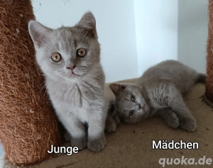 Reinrassige BKH Kitten mit Papieren -Stammbaum Abgabebereit.....
