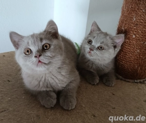 Reinrassige BKH Kitten mit Papieren -Stammbaum Abgabebereit..... Bild 2