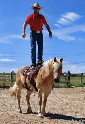 Haflinger Wallach mit Pass Papieren  Bild 4