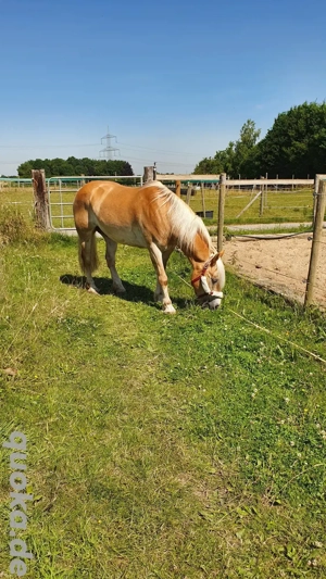Haflinger Wallach mit Pass Papieren  Bild 3