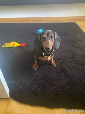 Dackelrasse zu verkaufen, 7Monate alt, hat alle Impfungen und Pass