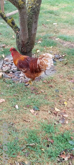 Hähne suchen neues Zuhause Bild 2