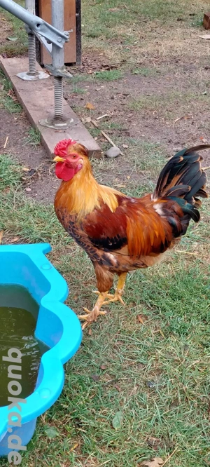 Hähne suchen neues Zuhause Bild 1