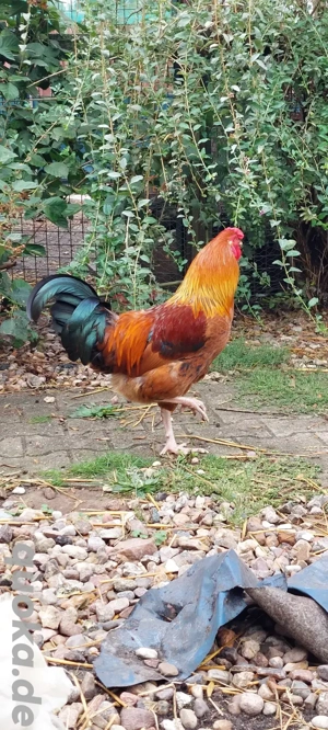 Hähne suchen neues Zuhause Bild 3