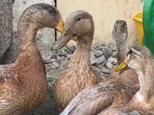 Sachsenenten Streicherentenmischlinge zu verkaufen 