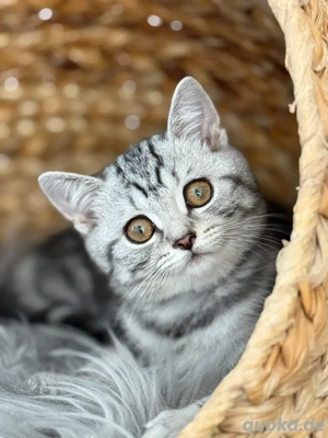 BKH Kitten ,geimpft,mit Gesundheiszeugnis