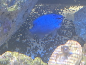 Saphir-Demoiselle Chrysiptera cyanea Meerwasser Salzwasser 