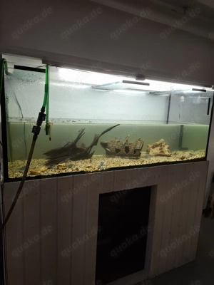 Aquarium mit blauen krebsen