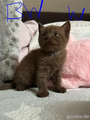 Braune BKH Kitten