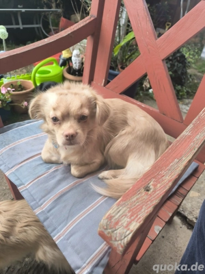 18 Monate alte Hündin zu verkaufen.