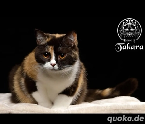 Aika Britisch Kurzhaar Katze BKH mit Stammbaum 2 Jahre alt