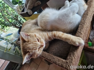 Die Katzlinger Geschwister